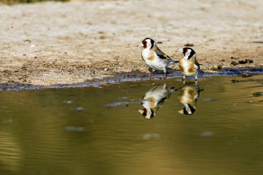 İki Avrupa ispinozu (Carduelis carduelis) bir göletin kenarında durur, yansımaları sakin suda açıkça görülür, sakin bir doğal manzara yaratır..