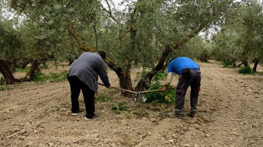 İki tarım işçisi zeytin ağaçlarının etrafındaki toprağı elle kazıyor ve ekip biçiyor.