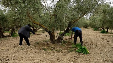 İki tarım işçisi zeytin ağaçlarının etrafındaki toprağı elle kazıyor ve ekip biçiyor.