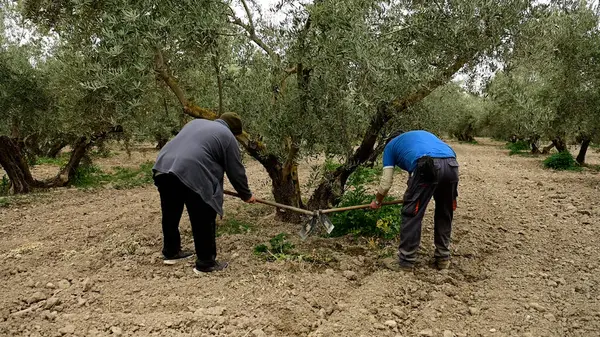 İki tarım işçisi zeytin ağaçlarının etrafındaki toprağı elle kazıyor ve ekip biçiyor.
