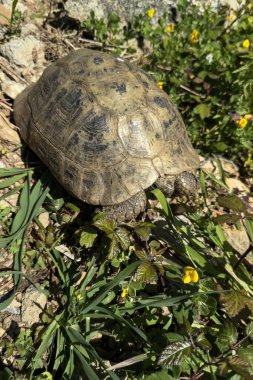 Yunan kaplumbağası (Testudo graeca) kayalık topraklarda kısmen saklı ve yerli bitkilerle çevrili.