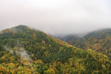 Sonbahar renkli ormanlarla kaplı bir tepenin panoramik görüntüsü, ağaçların tepelerinde süzülen sis ve canlı yeşillikleri aydınlatan yumuşak ışık.