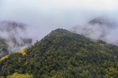 Sonbahar renkli ormanlarla kaplı bir tepenin panoramik görüntüsü, ağaçların tepelerinde süzülen sis ve canlı yeşillikleri aydınlatan yumuşak ışık.