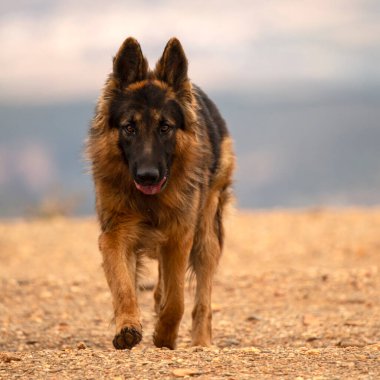 Bulanık doğal bir geçmişi olan, kayalık bir yolda yürüyen Alman çoban köpeği..
