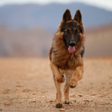 Bulanık doğal bir geçmişi olan, kayalık bir yolda yürüyen Alman çoban köpeği..