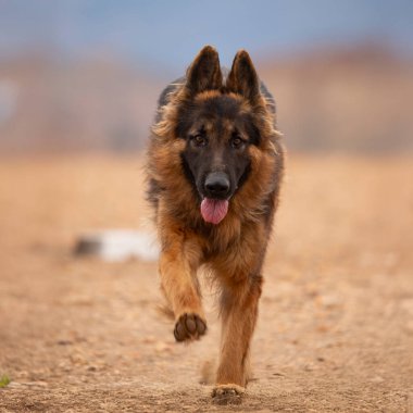 Bulanık doğal bir geçmişi olan, kayalık bir yolda yürüyen Alman çoban köpeği..