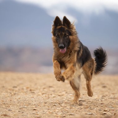 Bulanık doğal bir geçmişi olan, kayalık bir yolda yürüyen Alman çoban köpeği..