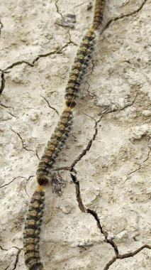 Tırtıllar kavrulmuş bir çizgi üzerinde sürünüyorlar, doğal bir çevrede çatlamış toprak..