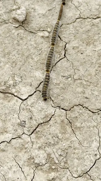 Tırtıllar kavrulmuş bir çizgi üzerinde sürünüyorlar, doğal bir çevrede çatlamış toprak..