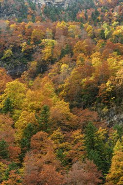 Renkli ve dinamik bir manzara yaratan kırmızı, sarı ve yeşil tonlarda canlı yeşillikler içeren orman yamacının çarpıcı bir görüntüsü..
