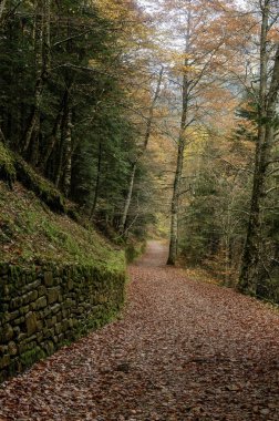 Rengarenk ağaçlarla kaplı ve yapraklarla kaplı huzurlu bir orman yolu huzurlu bir doğal ortam yaratıyor..