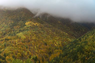 Sonbahar renkli ormanlarla kaplı bir tepenin panoramik görüntüsü, ağaçların tepelerinde süzülen sis ve canlı yeşillikleri aydınlatan yumuşak ışık.
