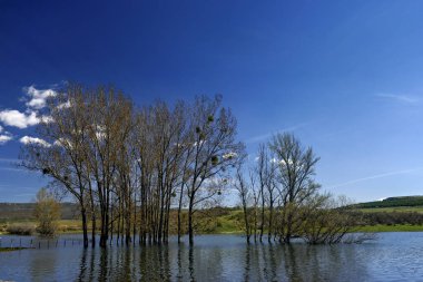 Huzurlu bir su birikintisinde kısmen sular altında kalan ağaçlarla huzurlu bir manzara.