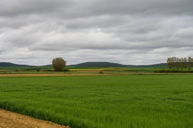 Palencia 'nın geniş kırsal kesimlerinde yemyeşil alanlar, dağınık ağaçlar ve baharda bulutlu bir gökyüzünün altındaki uzak ormanlık tepeler görülüyor..
