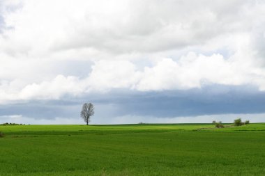 Tierra de Campos kırsalında ekili arazi ve uzak tepeler