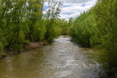 İspanya 'nın Palencia eyaletindeki yoğun nehir kenarı bitkilerinden akan Arlanza Nehri' nin doğal bir manzarası..