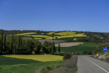 Kırsal yol yeşil tarım arazileri ve Palencia yakınlarındaki sarı kolza tohumu tepeleriyle çevrili.