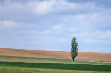 Parçalı bulutlu bir gökyüzünün altında tek başına ağaç ve katmanlı tarım arazisi olan minimalist kırsal manzara