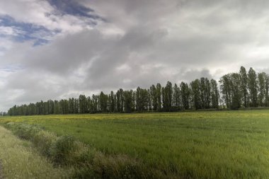 Bahar otları ve kır çiçekleriyle dolu yeşil ve sarı renkli geniş bir tarla Frechilla, Palencia, İspanya yakınlarında bulutlu bir gökyüzünün altında yüksek kavak ağaçlarıyla çevrili.
