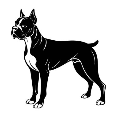 Siyah burunlu, beyaz kulaklı siyah beyaz bir köpek beyaz bir arka planın önünde duruyor.