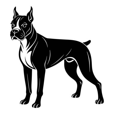 Yüzünde beyaz bir leke olan siyah beyaz bir köpek beyaz bir arka planın önünde duruyor.