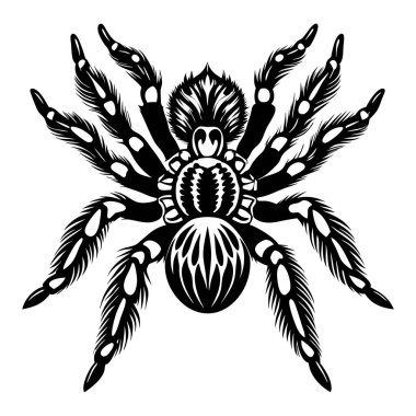 Uzun bacaklı ve kıllı vücutlu bir örümceğin siyah beyaz çizimi. Örümcek stil olarak tasvir edilir, bacakları ve bedeni vurgulanır. Sahne gizem ve entrikalardan oluşur.