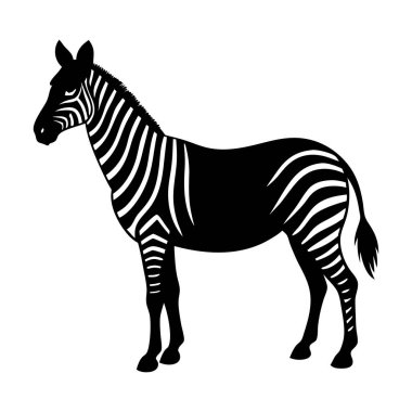 Bir zebra tarlada duruyor. Zebra siyah ve beyaz.