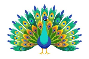 Canlı kuyruk tüyleri sergileyen tavus kuşu