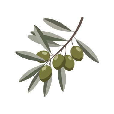 Resimde yeşil zeytinli ve sessiz yapraklı tek bir zeytin dalı gösteriliyor. Doğal temalar için sade ve temiz bir stil. Sakin ol..