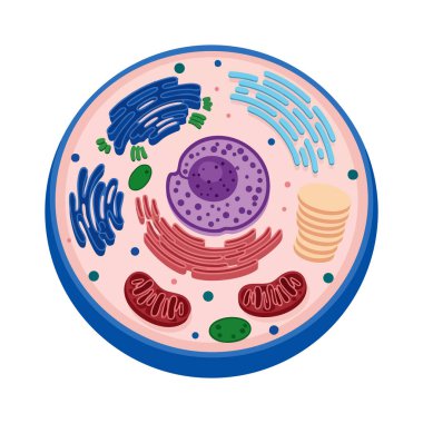 Resimlerde çekirdekli bir hayvan hücresi, mitokondri, endoplazmik retikulum ve diğer organellerin basitleştirilmiş bir şekilde gösteriliyor. Eğitici ve açık.