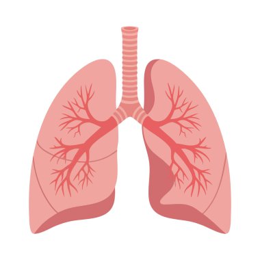Vektör illüstrasyonunda bronşlu ve solunum sistemi anatomisini açık bir şekilde sunan pembe renkli nefes borusuyla insan ciğerleri tasvir ediliyor. Bilgilendirici ruh hali.