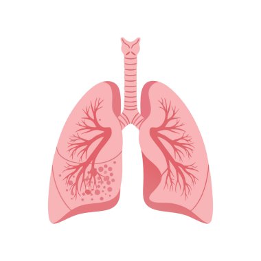 Bronş ağacı ve pembe tonlarda görünen nefes borusu ile insan akciğerlerinin vektör çizimi, iç solunum yapısını net, bilgilendirici ve temiz bir şekilde gösteriyor..