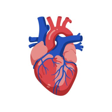 Bu vektör illüstrasyonu, açık bir eğitim tarzında kırmızı ve mavi damarları ve arterleri olan ayrıntılı bir insan kalbi gösteriyor. Bilgilendirici ve kesin..