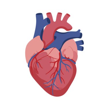 Resimlerde kırmızı ve mavi renkli atardamarları olan ve anatomiyi açıkça, eğitici ve bilgilendirici ruh halini gösteren bir insan kalbi tasvir ediliyor..