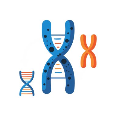 Resimlerde DNA sarmalları ve kromozom sembolleri açık ve eğitici bir şekilde genetik materyali temsil eden mavi ve turuncu renklerde gösteriliyor. Bilgilendirici ruh hali.