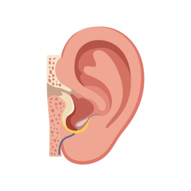 Bu vektör illüstrasyonunda, iç ve dış kulak yapıları eğitici tıbbi tasarım sunan, gözle görülür iç ve dış kulak anatomisi gösteriliyor. Bilgilendirici ton.