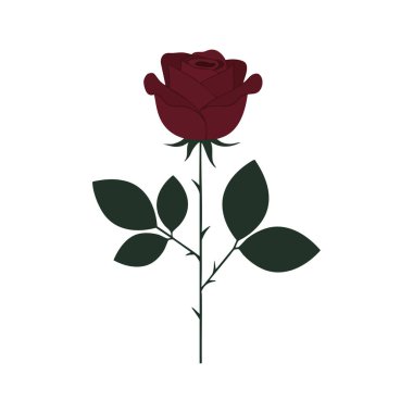 Bu vektör, beyaz zemin üzerinde koyu kırmızı yaprakları olan tek bir gül çiçeğini gösteriyor, zarafet ve romantizmi sembolize ediyor. Sakin.