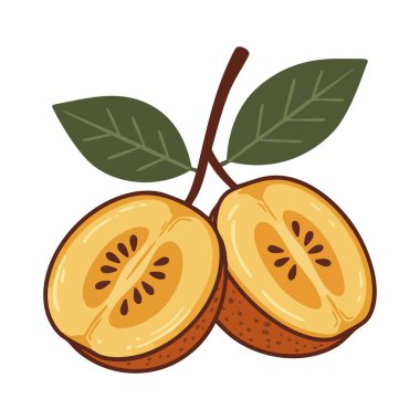 Tohumları ve yeşil yaprakları doğal renklerde gösteren sapodilla meyvesi tasviri. Basit ve taze tasarım, sakin bir ruh hali..