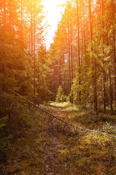 日没日差しの下の林道 夜明け 日の出夏落葉性森林を通って実行しているレーン 太陽フレア — ストック写真