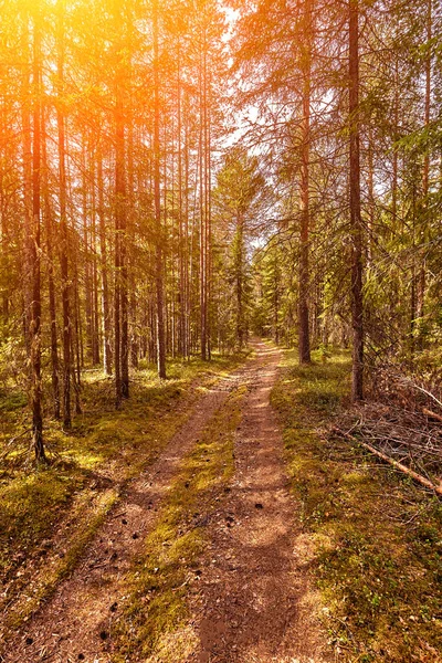 日落阳光下的森林路 黎明或日出时穿过夏季落叶林的小巷 太阳耀斑 — 图库照片