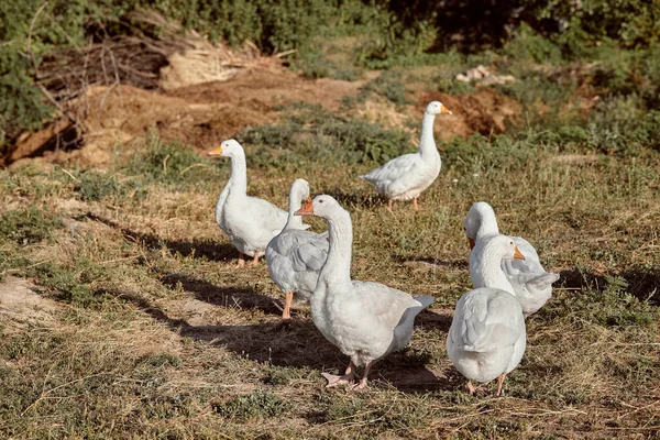 Evcil Kazlar Çayırda Yürüyorlar Kırsal Alan Beyaz Yerli Kazlar Yürüyor — Stok fotoğraf