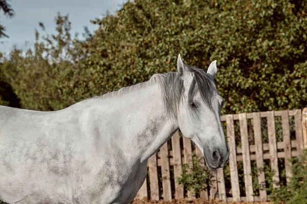 ホワイトアップルの美しい灰色の馬 銃口のクローズアップ かわいい表情 ランニングフィールド サンゴ 木の背景 馬は素晴らしい動物です — ストック写真
