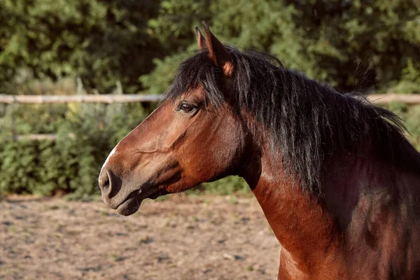 Bel Cavallo Marrone Primo Piano Museruola Sguardo Carino Criniera Sfondo — Foto Stock