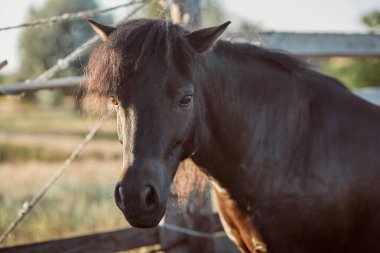 Güzel kahverengi at, yakın çekim namlu, şirin bak, yele, arka planda çalışan alan, corral, ağaçlar. Harika hayvanlar at nalı are