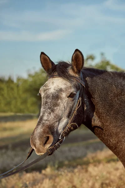 Mooi Bruin Paard Close Van Witte Muilkorf Leuke Look Manen — Stockfoto