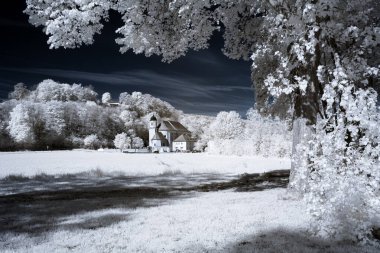 Güzel bir yaz manzarası, bir ağaç kızılötesi.
