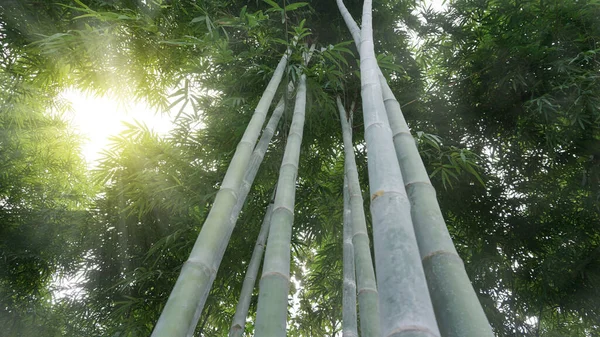 Prachtige Hoge Bamboe Clusters Het Natuurlijke Bos Tuin Met Gouden — Stockfoto