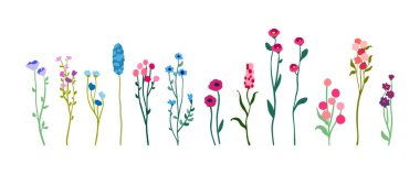 Yapraklı, uzun saplı narin kır çiçekleri. Basit çiçek elementleri. Beyaz arka planda izole edilmiş yabani bitkiler. Düz vektör illüstrasyonu.