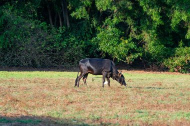 Siyah bir inek yeşil çimlerde otluyor.