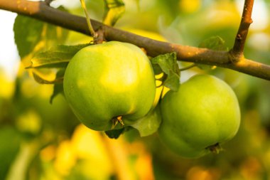 Akşam güneşiyle dolu armutlar. Lezzet ve sağlık bir meyvede.